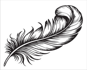 Elegant hand-drawn feather illustration with intricate line details and soft curves, symbolizing lightness, freedom, and creativity in vintage black and white ink art style