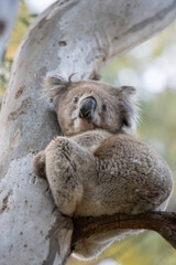 Australia's national teddy bear - the koala!