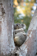 Australia's national teddy bear - the koala!