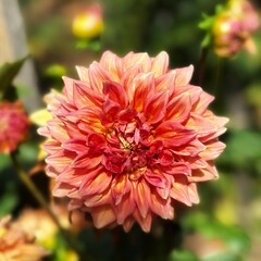 Dahlia Garden, Adelaide Botanic Garden