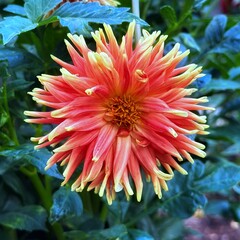 Dahlia Garden, Adelaide Botanic Garden