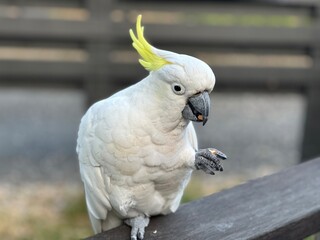 Sulphur crested cockatoo, Grampians National Park, Australia