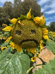 Summer means sunflowers in full bloom!