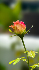 Morning Dew on Pink Rose Bud, Close-up of Wet Pink and Orange Rose Bud with Raindrops, Rose Bud in the Rain