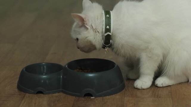 close up adult white cat with collar eating food from a bowl on the floor at home, pet concept, animal care