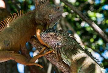 pair of iguanas on tree branches,full color, mangroves, close-up front view