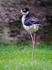 Full-body view of an American avocet bird on grass.
