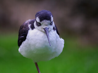 Close-up of the head and beak of an American avocet.
