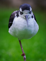 Close-up of the head and beak of an American avocet.
