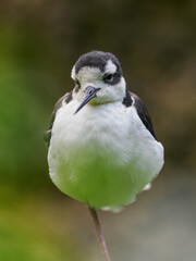 Close-up of the head and beak of an American avocet.
