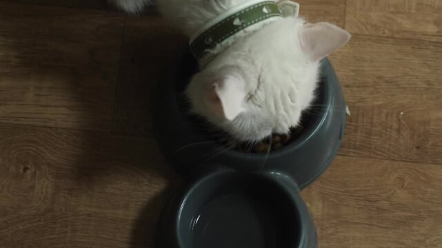top view white domestic cat eating dry food from a bowl, home cat concept