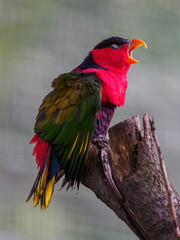 Papuan rainbow lorikeet kept in an outdoor aviary on a branch.
