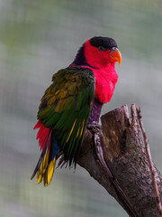 Papuan rainbow lorikeet kept in an outdoor aviary on a branch.
