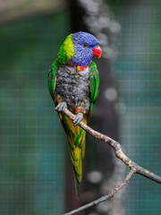 Mountain lorikeet on a twig in an outdoor aviary.
