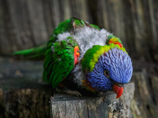 Mountain lorikeet on a tree stump with plucked feathers in an outdoor aviary.

