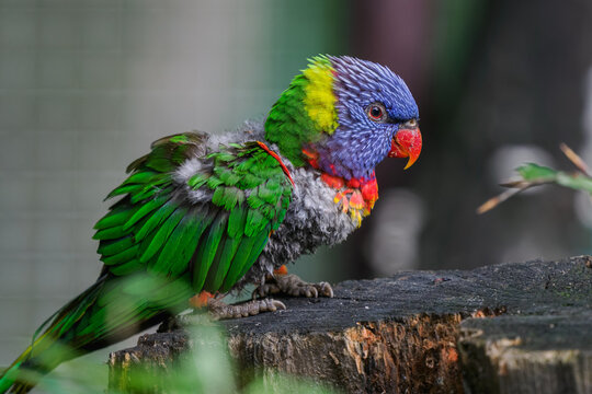 Mountain lorikeet on a tree stump with plucked feathers in an outdoor aviary.
