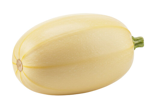 Isolated raw ripe spaghetti squash is a nutritious winter vegetable for seasonal cuisine