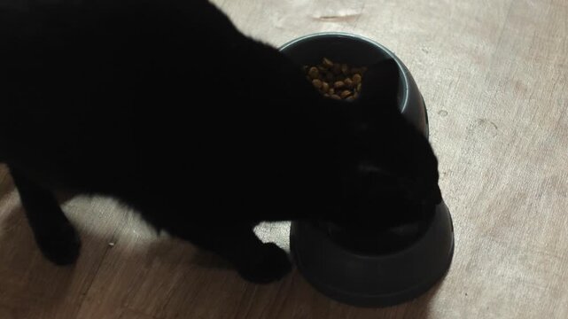 adult black cat drinking water from a food bowl, pet care concept