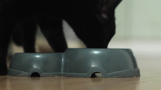 adult black cat eating from a bowl on the floor at home, domestic cat eating pet food