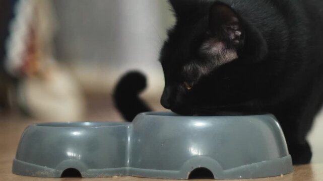 adult black cat eating from a bowl on the floor at home, domestic cat eating pet food