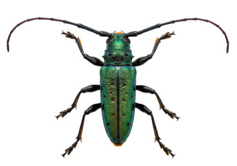 Isolated Metallic Green Longhorn Beetle with Long Antennae, Jewel Beetle, Cerambycidae Family