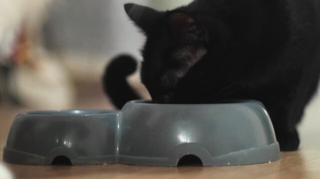 close up two domestic cats, black and white, eating food together from one bowl on the floor, feeding and pet care