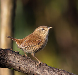 Eurasian wren, Troglodytes troglodytes. Bird sitting on a branch, beautiful background
