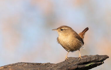 Eurasian wren, Troglodytes troglodytes. A bird sits on a branch