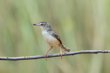 The Plain Prinia on a branch