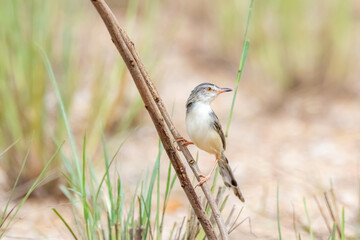 The Plain Prinia on a branch