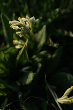 Delicate Primula Veris (Cowslip) Flowers in Dappled Sunlight