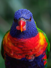 Portrait of a mountain lorikeet with fruit in its beak and a blurred background.
