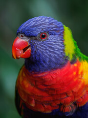 Portrait of a mountain lorikeet with fruit in its beak and a blurred background.
