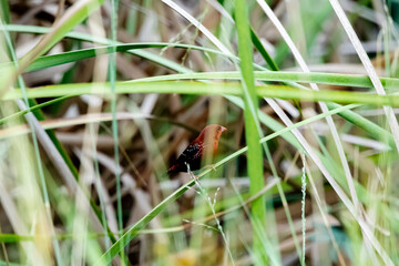 The red avadavat on a branch