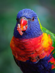 Portrait of a mountain lorikeet with fruit in its beak and a blurred background.

