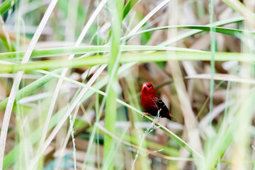 The red avadavat on a branch