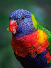 Portrait of a mountain lorikeet with fruit in its beak and a blurred background.
