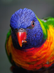 Portrait of a mountain lorikeet with fruit in its beak and a blurred background.
