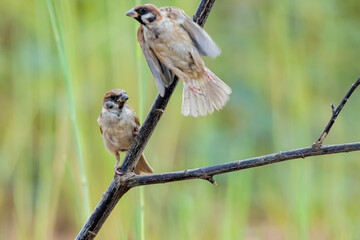 The Sparrow on a branch