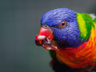 Portrait of a mountain lorikeet with fruit in its beak and a blurred background.
