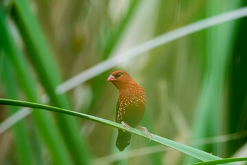 The red avadavat on a branch