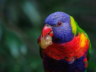 Portrait of a mountain lorikeet with fruit in its beak and a blurred background.
