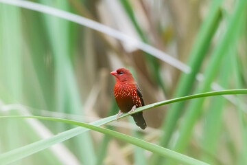 The red avadavat on a branch