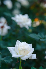 白い薔薇（ブライダル・ホワイト）白妙