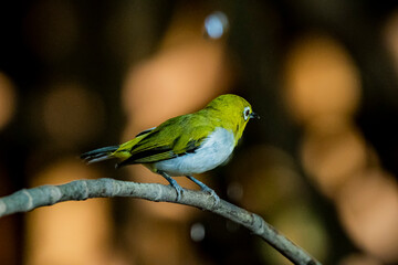 The Indian White-eye take a bath on a branch