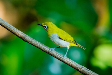 The Indian White-eye take a bath on a branch