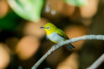 The Indian White-eye take a bath on a branch