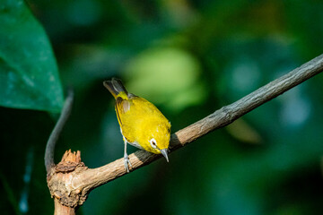 The Indian White-eye take a bath on a branch