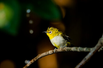 The Indian White-eye take a bath on a branch