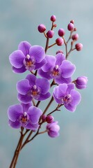 Macro Photo of Blooming Violet Orchids with Buds Against a Soft Blue Textured Background with Delicate Petals and Stems